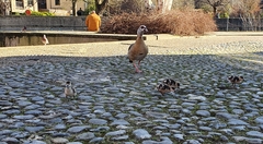 Alopochen aegyptiaca