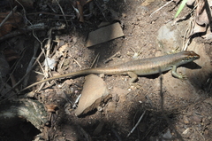 Trachylepis comorensis