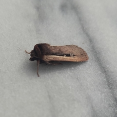 Ochropleura leucogaster