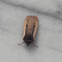 Ochropleura leucogaster