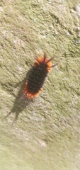 Turuptiana obliqua