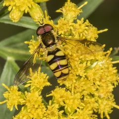 Epistrophella emarginata
