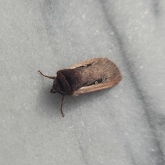 Ochropleura leucogaster