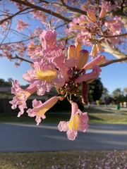Tabebuia rosea