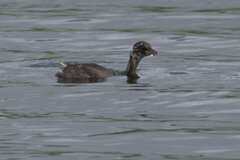 Tachybaptus ruficollis capensis
