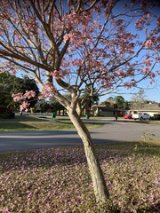 Tabebuia rosea
