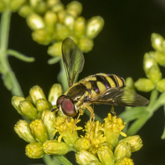 Epistrophella emarginata