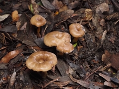 Lentinellus micheneri