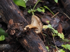 Lentinellus micheneri