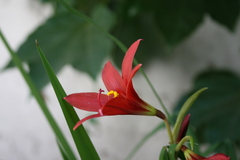 Hippeastrum striatum