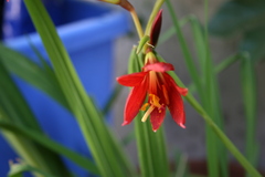 Hippeastrum striatum