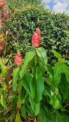 Costus spiralis