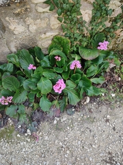 Bergenia crassifolia