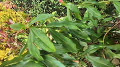 Costus spiralis