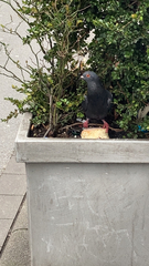 Columba livia domestica