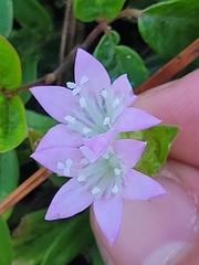 Richardia grandiflora
