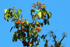 Erythrina poeppigiana