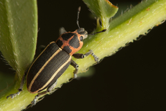 Eudiagogus maryae