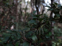 Coprosma colensoi