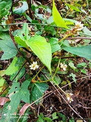 Persicaria chinensis
