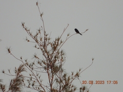 Dicrurus andamanensis