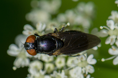 Chrysogaster solstitialis