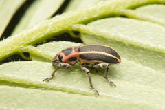 Eudiagogus maryae