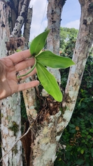 Costus spiralis