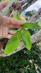 Costus spiralis
