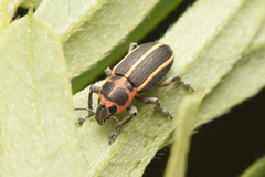 Eudiagogus maryae
