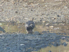 Pernis ptilorhynchus