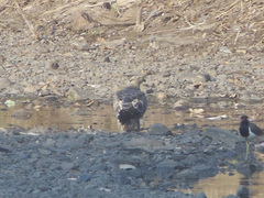 Pernis ptilorhynchus