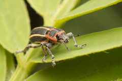 Eudiagogus maryae