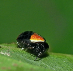 Hypognatha