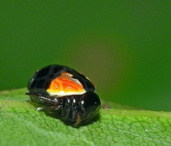 Hypognatha