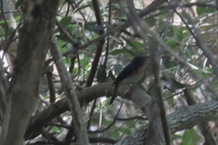 Cyornis rubeculoides