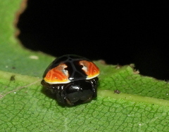 Hypognatha