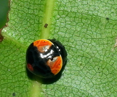 Hypognatha