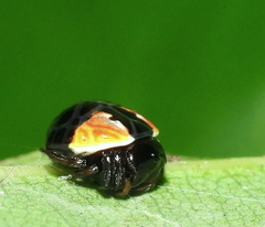 Hypognatha