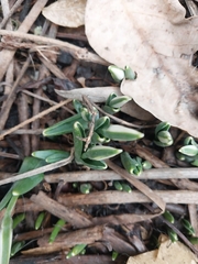 Galanthus alpinus