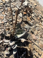 Crassula cotyledonis