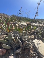 Crassula cotyledonis