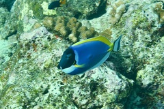 Acanthurus leucosternon