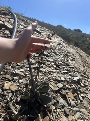 Crassula cotyledonis