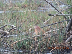 Ixobrychus cinnamomeus