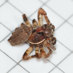 Acanthepeira