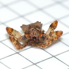 Acanthepeira
