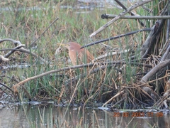 Ixobrychus cinnamomeus