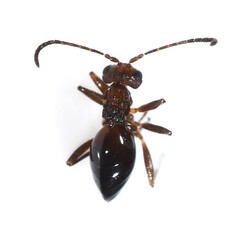 Zopheroteras