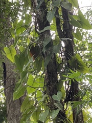 Philodendron erubescens